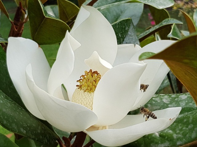 Magnolia grandiflora