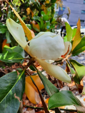 Magnolia grandiflora