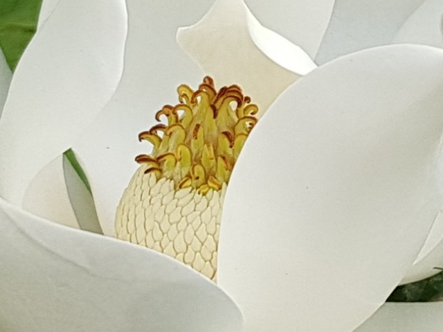 Magnolia grandiflora