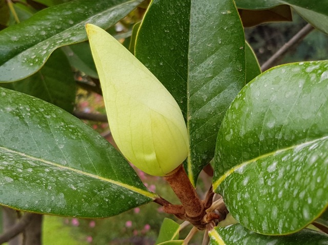 Magnolia grandiflora