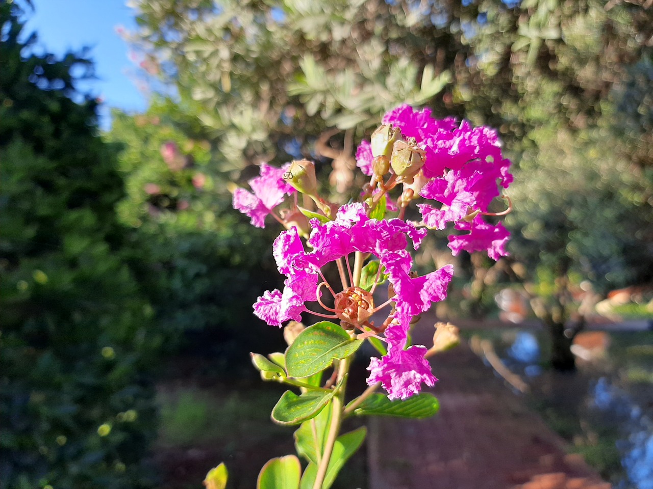 Lagerstroemia indica