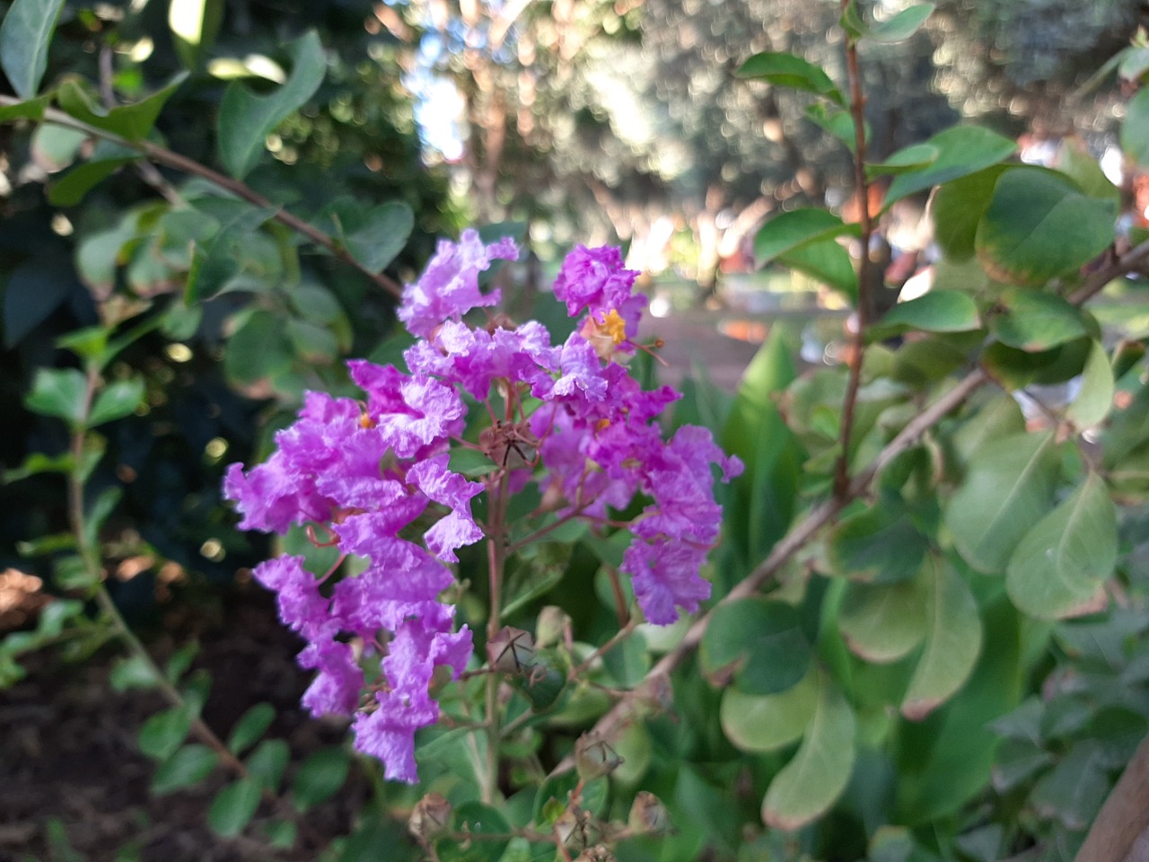 Lagerstroemia indica