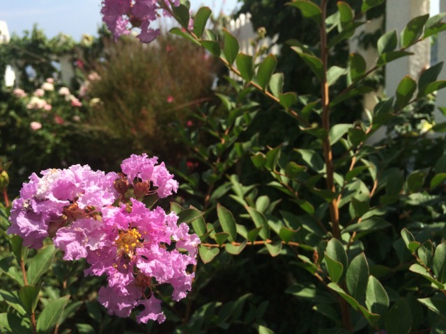 Lagerstroemia indica