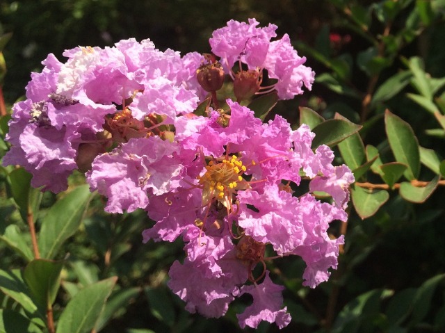 Lagerstroemia indica