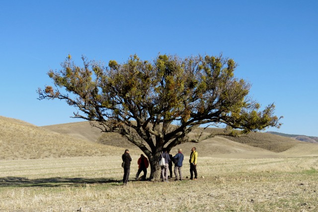 Pyrus communis