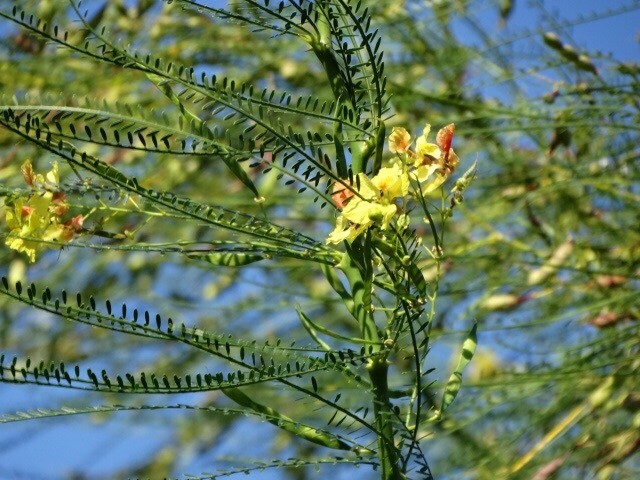 Parkinsonia microphylla