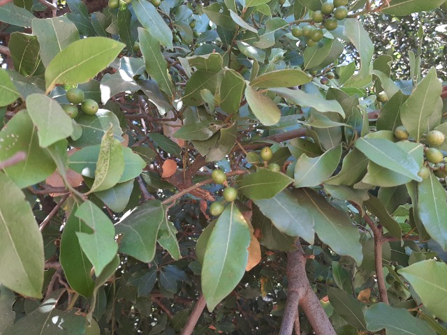 Laurus nobilis