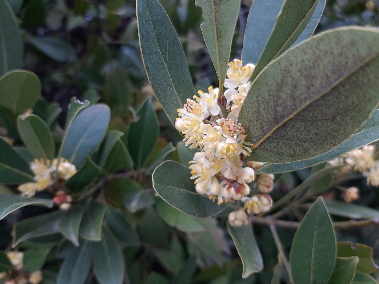 Laurus nobilis