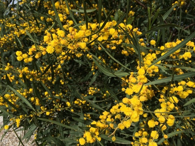 Acacia saligna