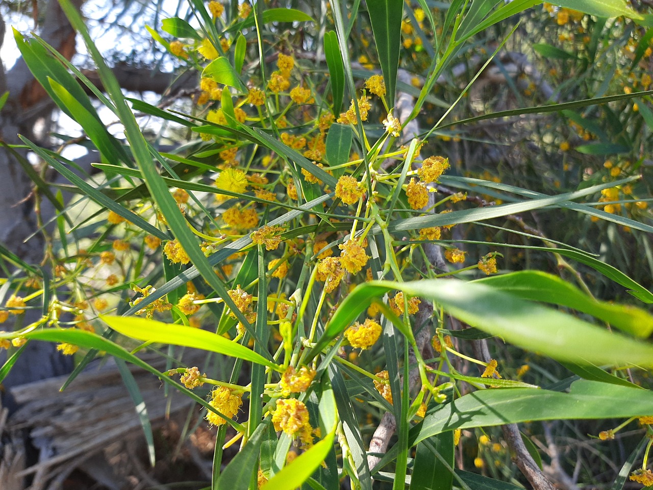 Acacia saligna