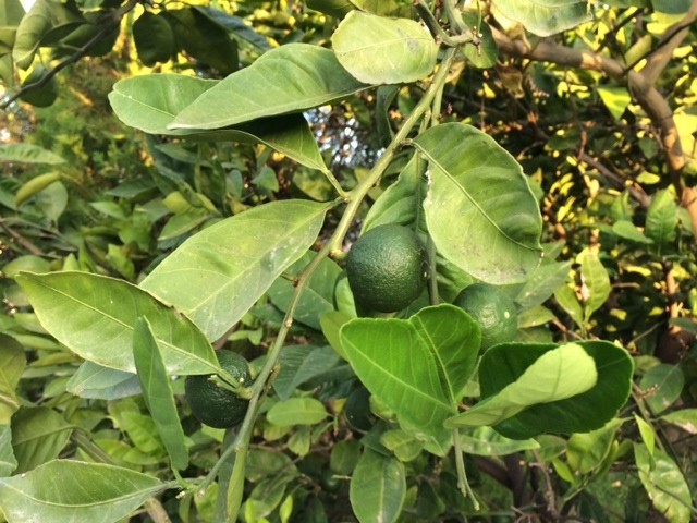 Citrus Reticulata