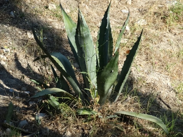 Agave americana