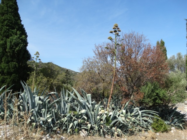 Agave americana