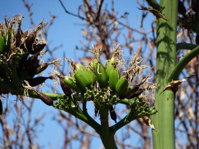 Agave americana