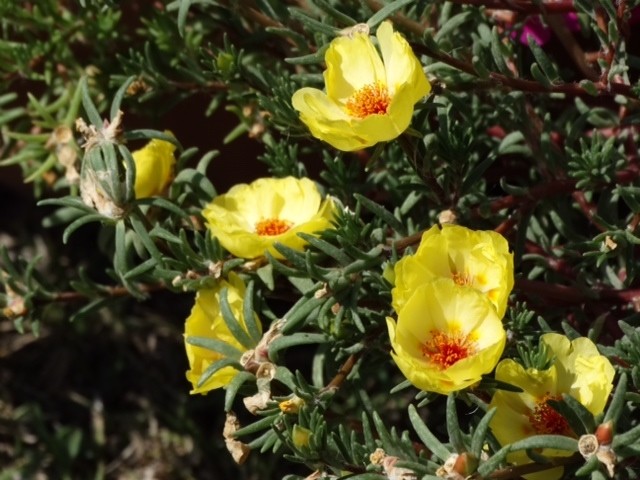 Portulaca grandiflora