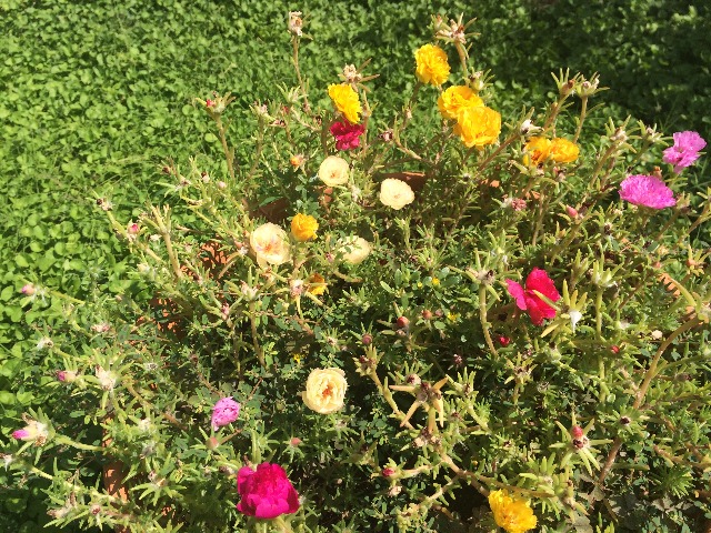 Portulaca grandiflora