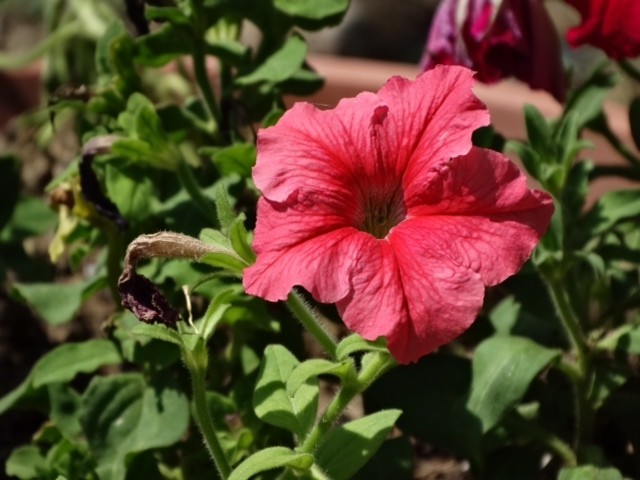 Petunia sp.