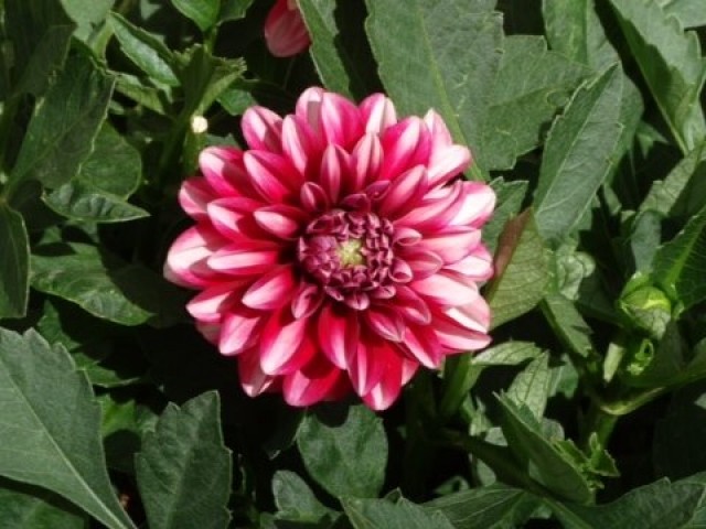 Dahlia sp.