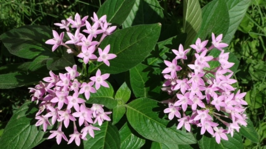 Pentas sp.