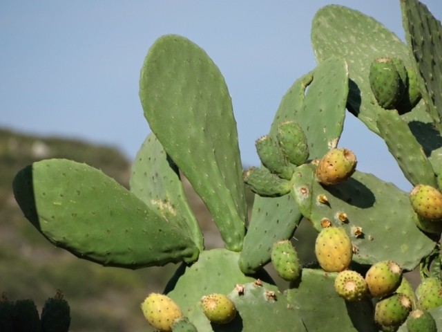 Opuntia ficus-indica