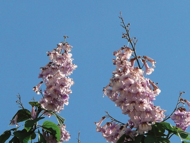 Paulownia sp.