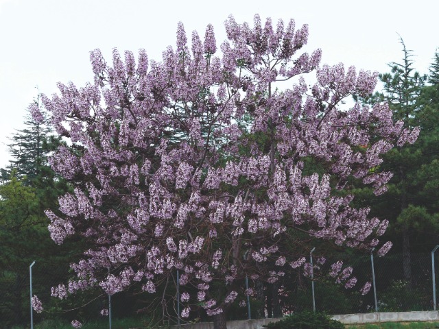 Paulownia sp.