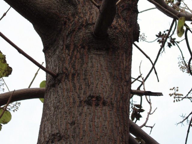 Paulownia sp.