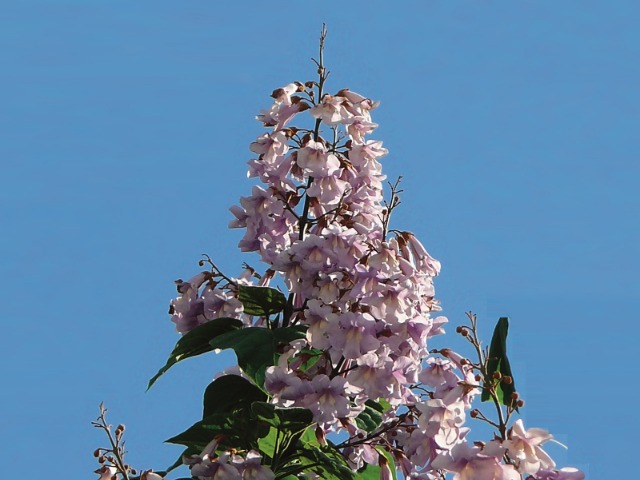 Paulownia sp.