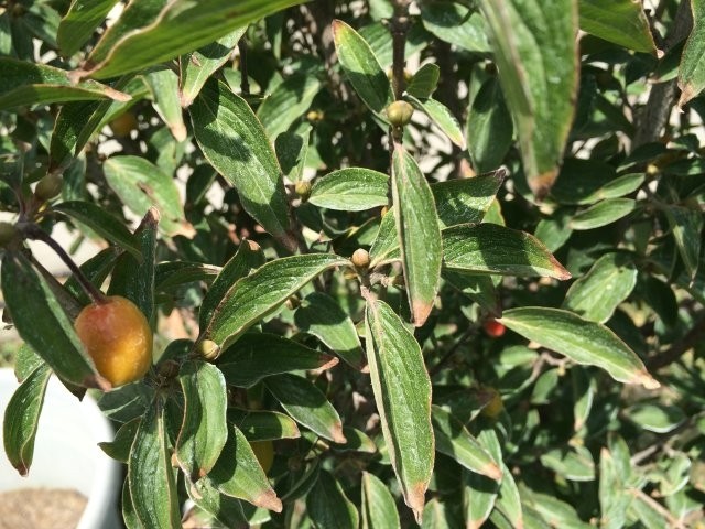 Cornus mas