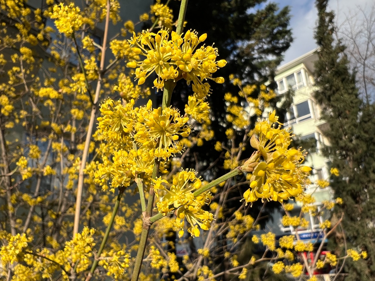 Cornus mas