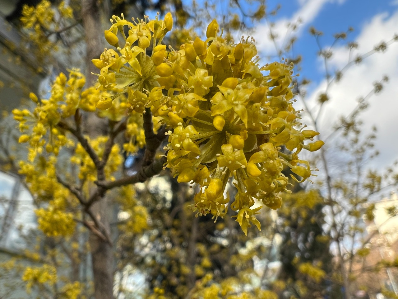 Cornus mas