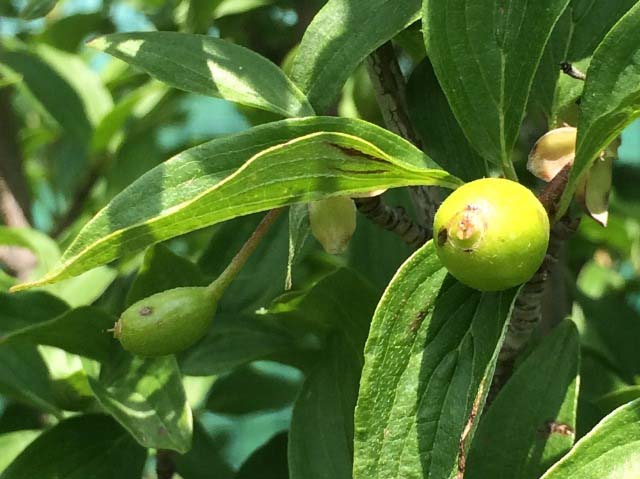 Cornus mas