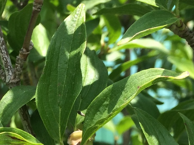 Cornus mas