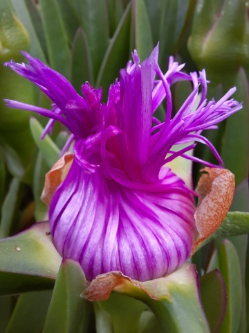 Carpobrotus edulis