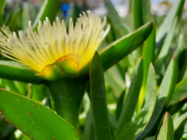 Carpobrotus edulis