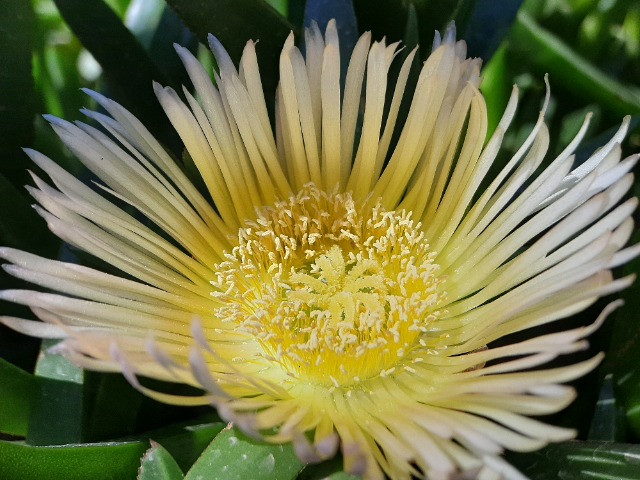 Carpobrotus edulis