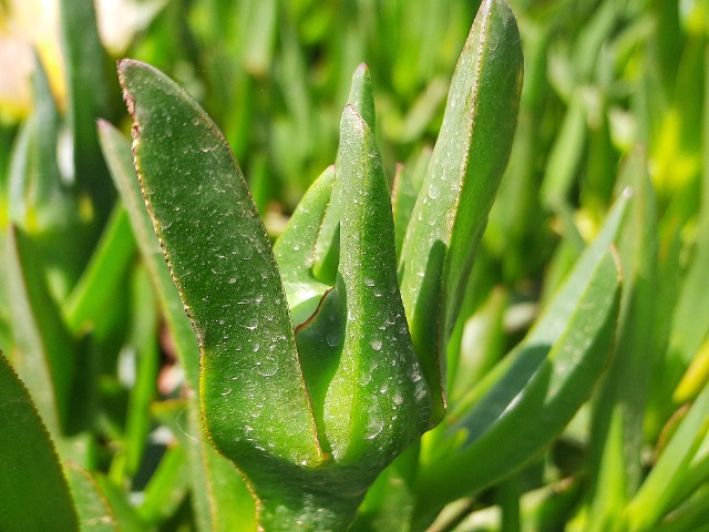 Carpobrotus edulis