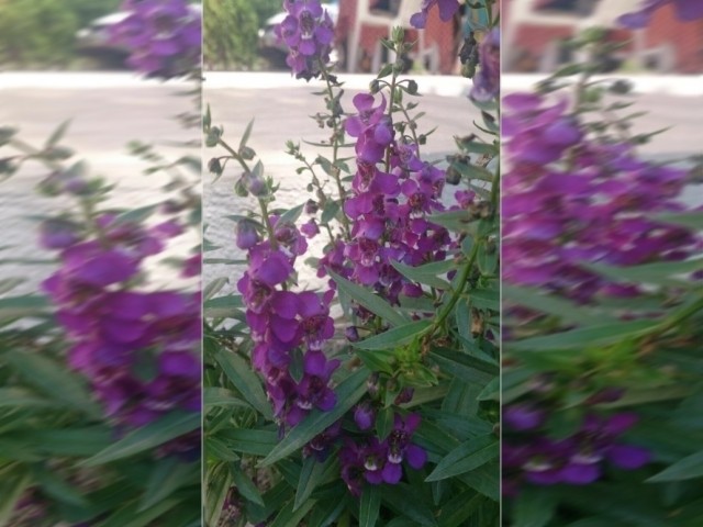 Angelonia angustifolia 