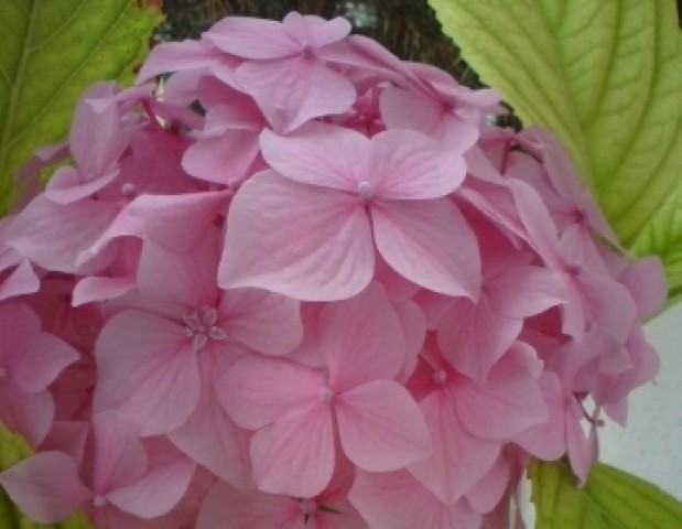 Hydrangea macrophylla