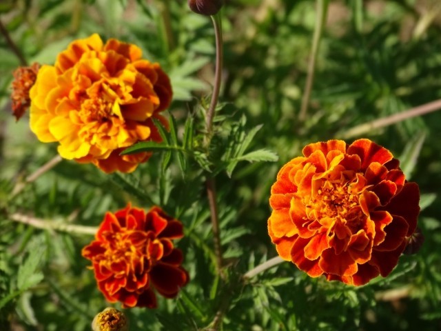 Tagetes Patula