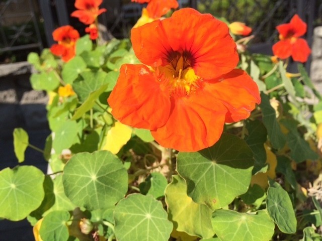 Tropaeolum majus