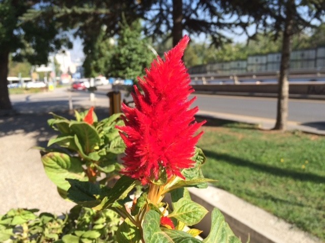 Celosia argentea var plumosa