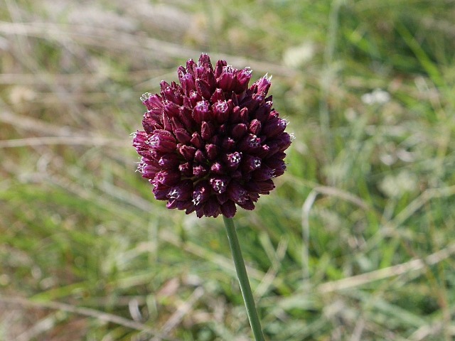 Allium sp.