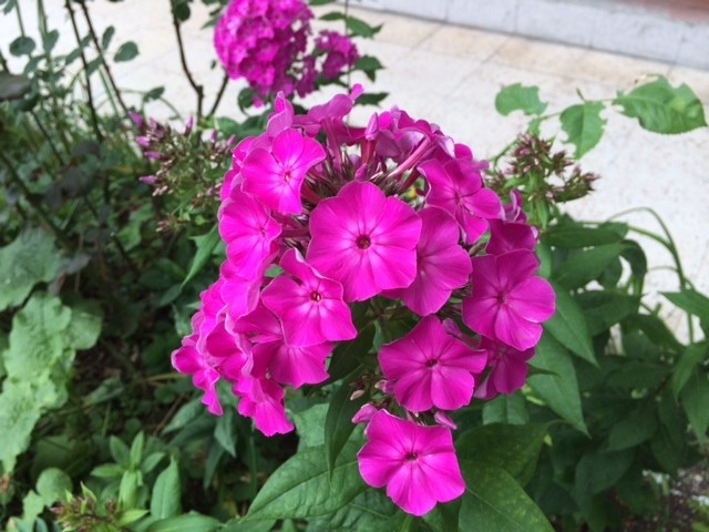 Phlox paniculata