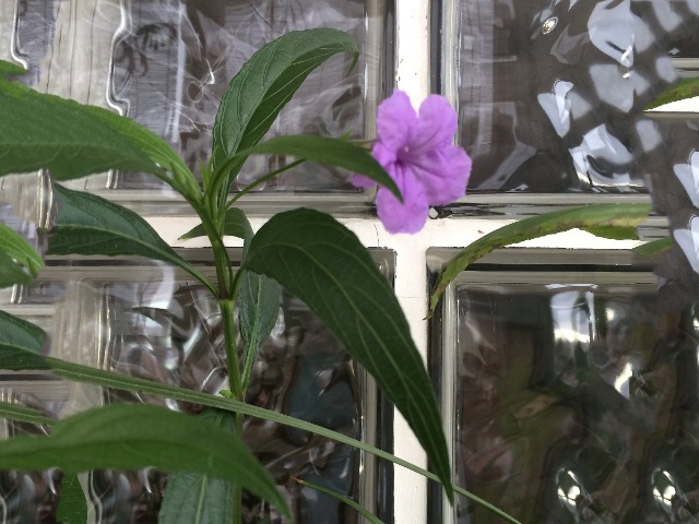 Ruellia brittoniana