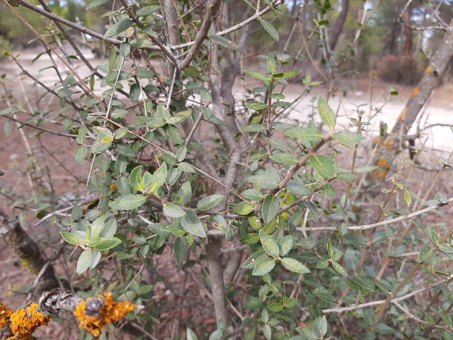 Phillyrea latifolia