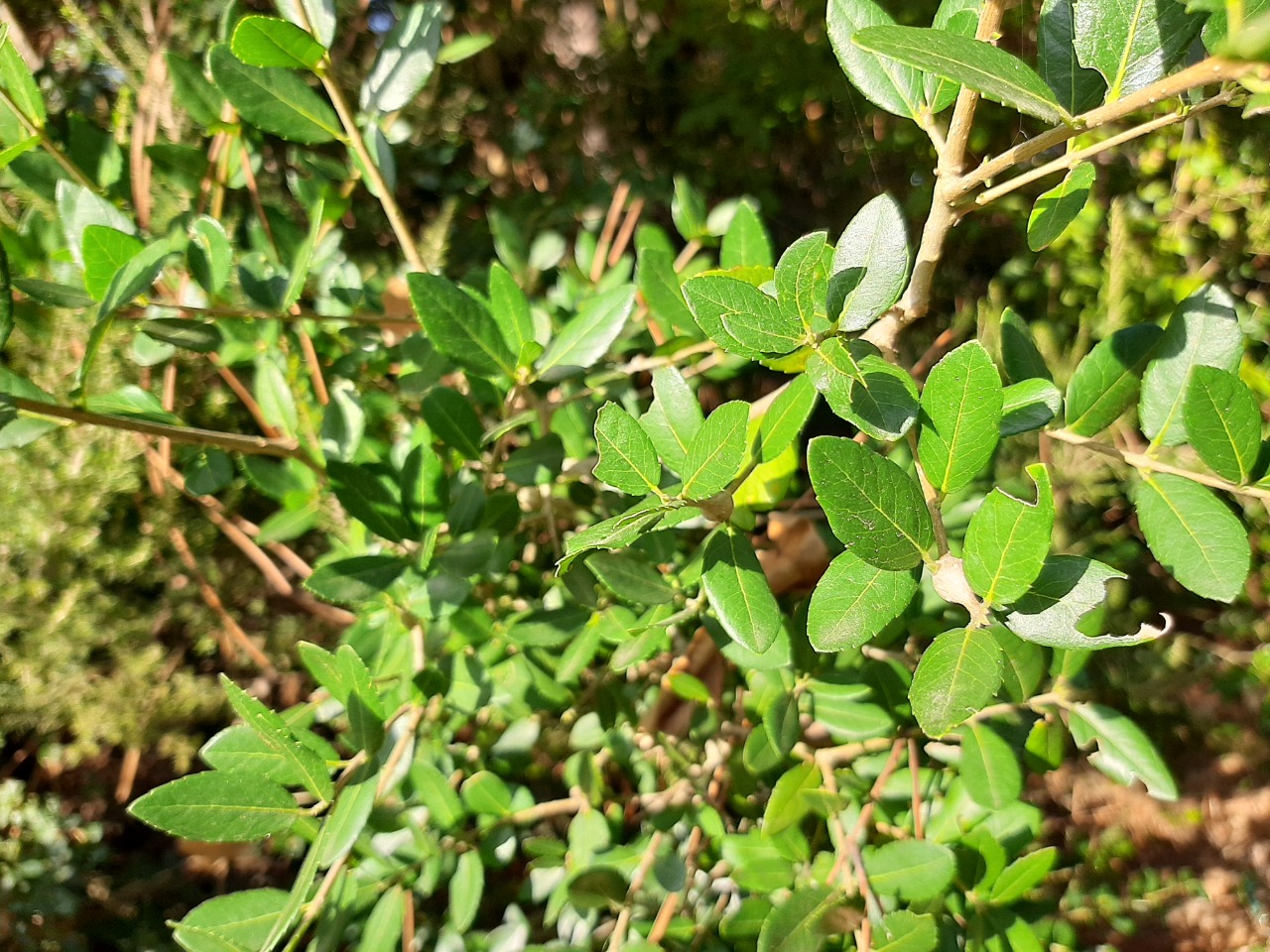 Phillyrea latifolia