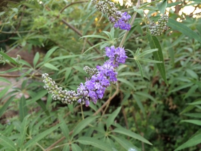Vitex agnus-castus