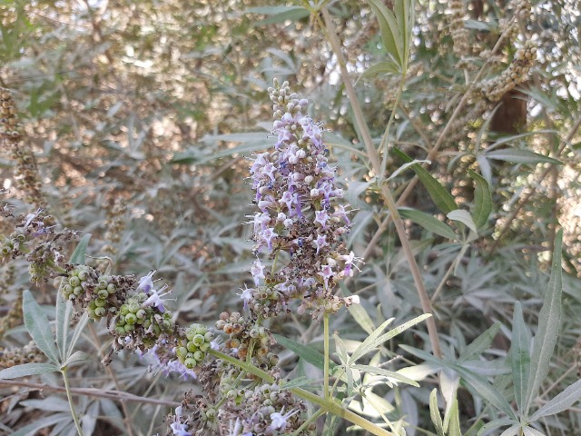 Vitex agnus-castus