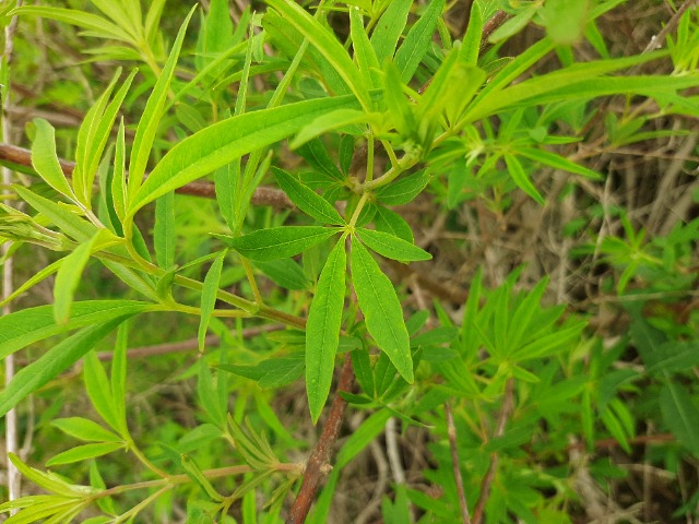 Vitex agnus-castus